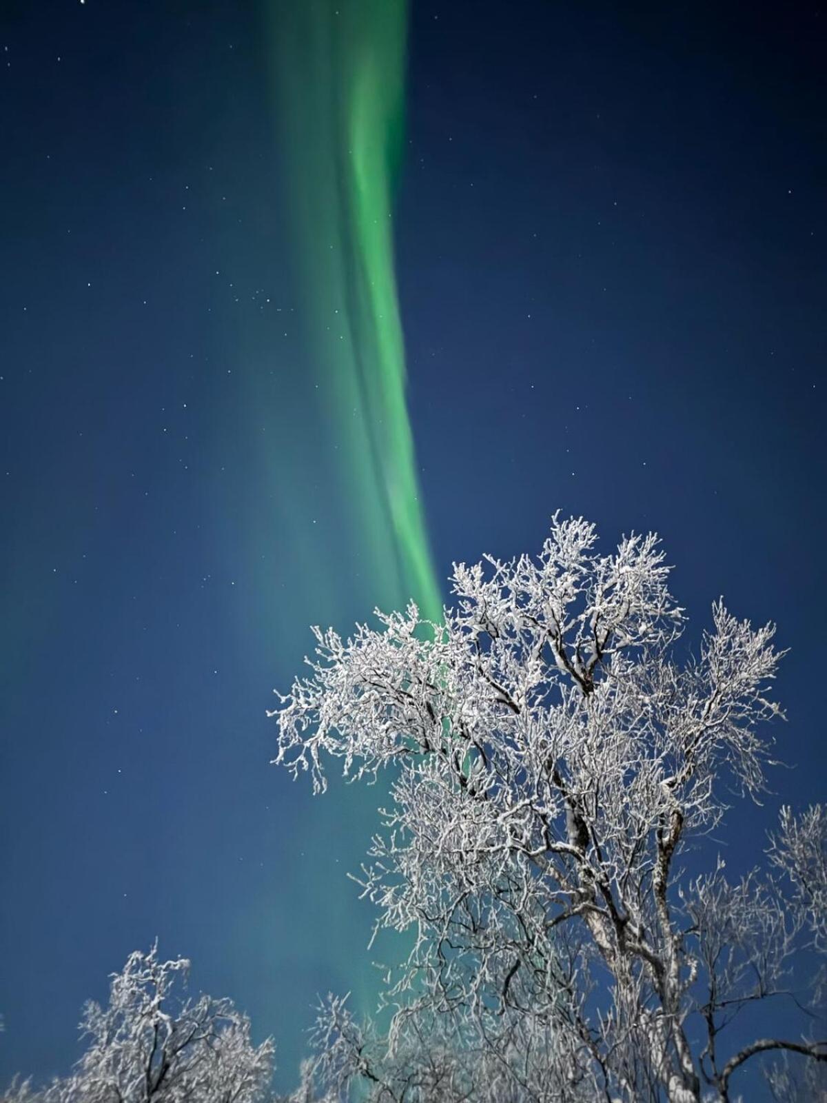 Trivelig Hytte I Senja. Eksteriør bilde